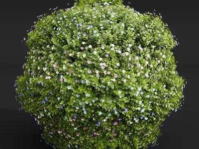 Bacopa Diffusa Sutera Decorative Ligustrum Quihoui Privet Pruned 3D model