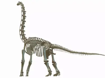 Brachiosaurus Skeleton 3D model Low-poly 3D model