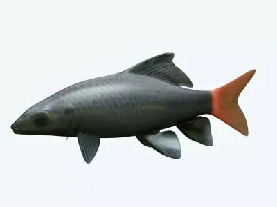 Red Tailed Fish 3D model