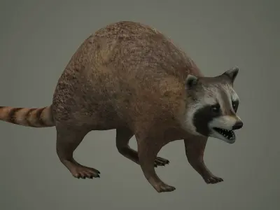 Raccoon animal rodent animal dog mammal  nature kitty 3D model