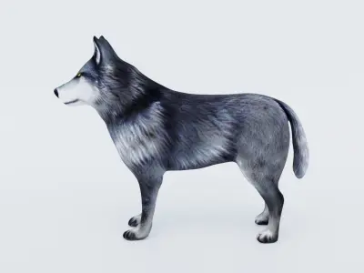 Wolf Animal Free 3D model