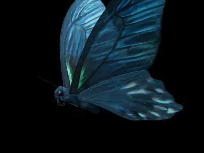 BlueButterflyAnimationC4D 3D model