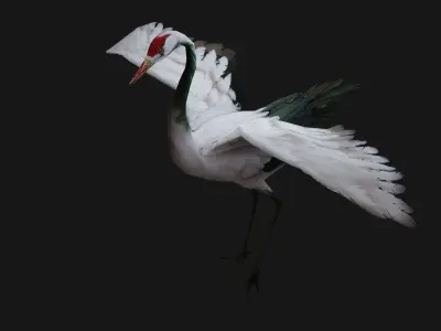 Crane Bird A1 3D model