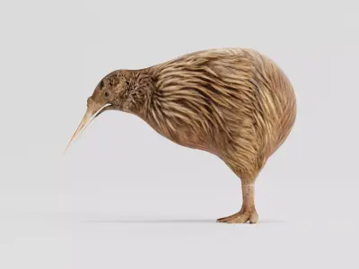 Kiwi Flightless Bird Animal Low-poly 3D model