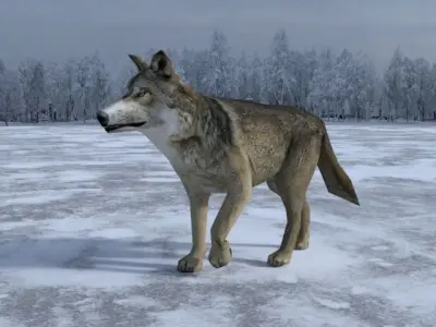 Gray Wolf Low-poly 3D model