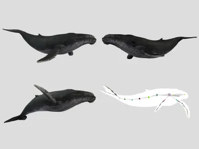 Big Fish Collection Animated - Game Ready Low-poly 3D model