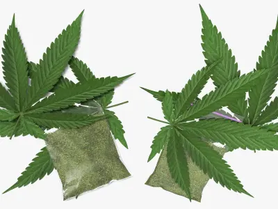 Cannabis Leafs with Dried Marijuana Green 3D model