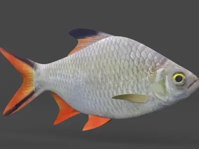 Tinfoil Barb Fish 3D model