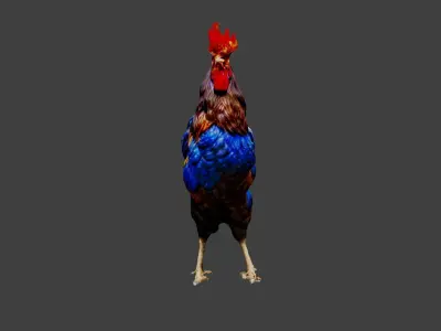 Cockerel Chicken Low-poly 3D model