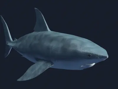 Great White 3D model