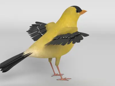 Goldfinch Bird 3D model