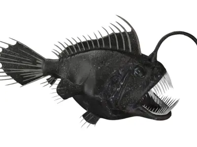 anglerfish fish Low-poly 3D model