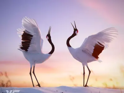 Red-Crowned Crane Animation VFX Grace 3D model