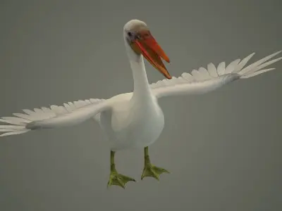 stork flamingo swan pelican cormorant bluetit pigeon  3D model