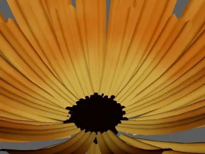 calendula Flower 3d model  3D model