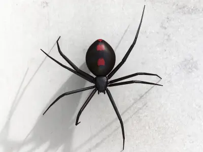 Black widow Low-poly 3D model