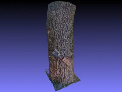 PART OF TREE Free 3D model