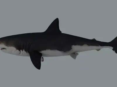 Megalodon Shark Low-poly 3D model