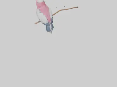Galah Parrot perched model 3D model