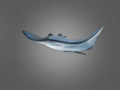 Photorealistic stingray fish ocean model Low-poly 3D model