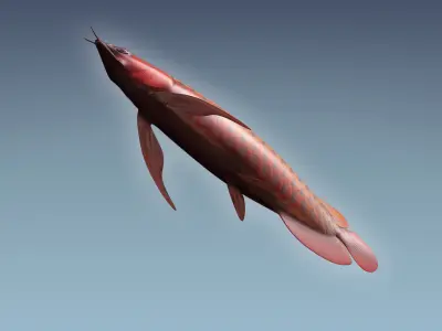 Arowana carp 3D model