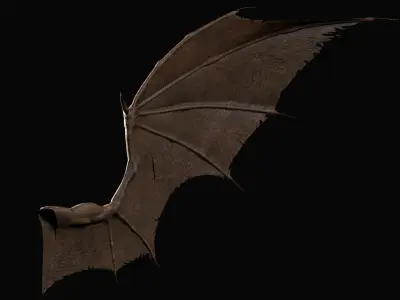 Pair of Bat Wings C4D Low-poly 3D model