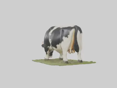 Galloway Cow grazing model 3D model