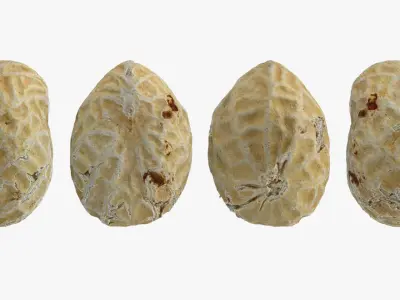 Single Peanut Shell 3D model