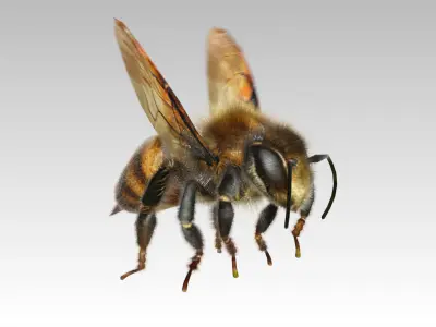 Honey Bee Animated Low-poly 3D model