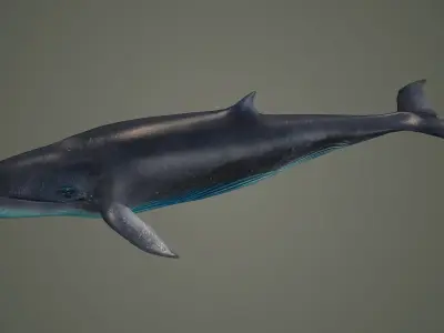 bluewhale whale fish ocean shark water fin sea orca 3D model