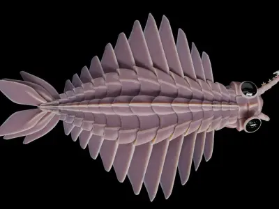 Anomalocaris Canadensis Low-poly 3D model