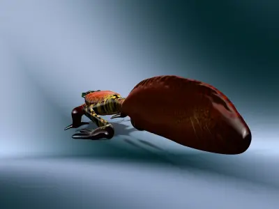 Rigged Salamander Free low-poly 3D model