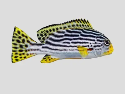 Plectorhinchus lineata Low-poly 3D model