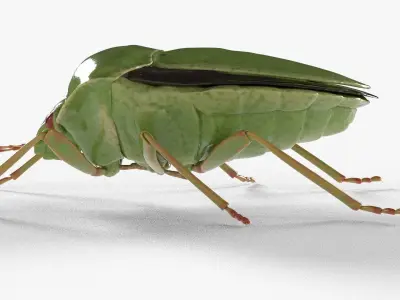 4k Stink bug 3D model