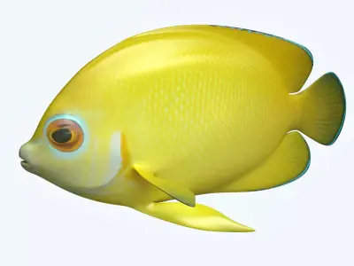 Angle Fish 17 3D model
