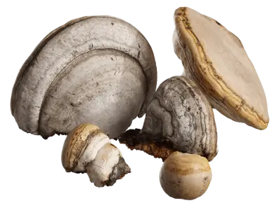  Small and Medium Polypores Tree Fungus Models Collection 