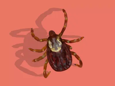 A Tick Low-poly 3D model