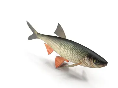 Chub fish Low-poly 3D model