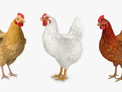 Chickens Collection 3D model