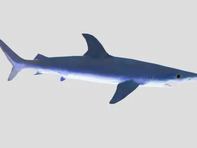 Blue Shark Realistic Animated Low-poly 3D model