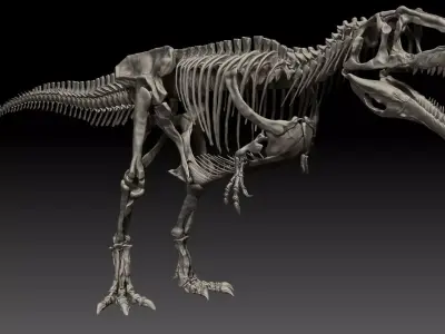 Dinosaur Giganotosaururs Full Skeletons Sculpt Project 3D model