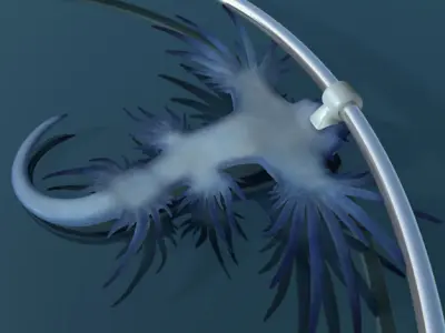 Glaucus atlanticus necklace low poly Low-poly 3D model