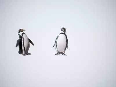 Happy Penguins - Animated 3D model