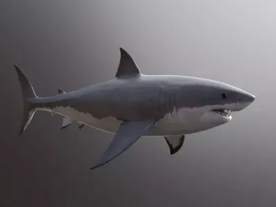 great white shark Free 3D model