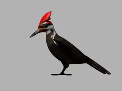 woodpecker bird 3d model 3D model