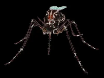 Midge mosquito 3D model