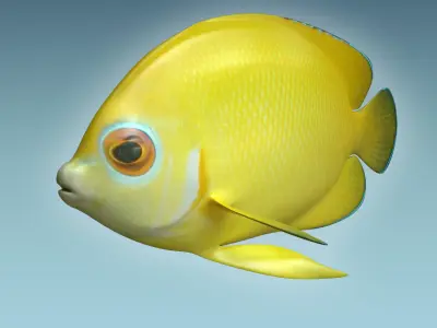 Angle Fish 17 3D model
