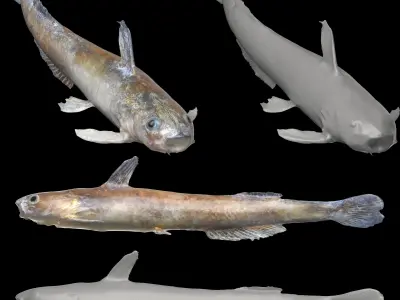 Freshwater Fish Pack 3D model