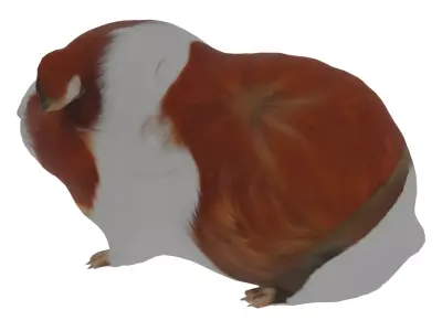 Abyssinian guinea pig Low-poly 3D model