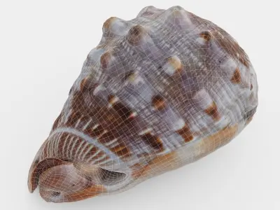 Red Helmet Shell Of A Ocean Snail Low-poly 3D model